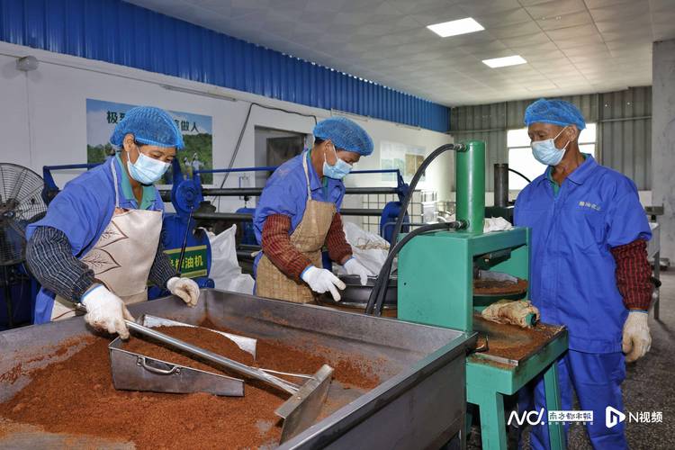 广东油茶迎来采摘高峰期多图记录从鲜果到成品油全过程